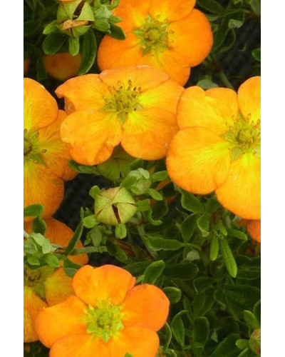 Перстач чагарниковий / Лапчатка кущова Белла Сол / Ханчдон | Potentilla fruticosa Bella Sol / Hanchdon | Лапчатка кустарниковая Бэлла Сол / Ханчдон