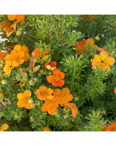 Перстач чагарниковий / Лапчатка кущова Белла Сол / Ханчдон | Potentilla fruticosa Bella Sol / Hanchdon | Лапчатка кустарниковая Бэлла Сол / Ханчдон