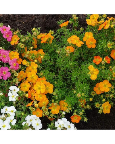 Перстач чагарниковий / Лапчатка кущова Белла Сол / Ханчдон | Potentilla fruticosa Bella Sol / Hanchdon | Лапчатка кустарниковая Бэлла Сол / Ханчдон