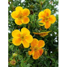 Перстач чагарниковий / Лапчатка кущова Белла Сол / Ханчдон | Potentilla fruticosa Bella Sol / Hanchdon | Лапчатка кустарниковая Бэлла Сол / Ханчдон