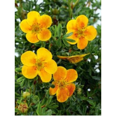 Перстач чагарниковий / Лапчатка кущова Белла Сол / Ханчдон | Potentilla fruticosa Bella Sol / Hanchdon | Лапчатка кустарниковая Бэлла Сол / Ханчдон