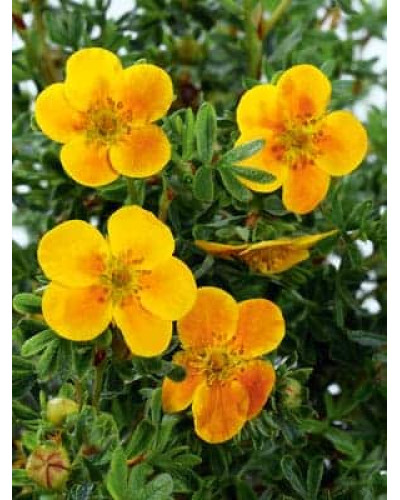 Перстач чагарниковий / Лапчатка кущова Белла Сол / Ханчдон | Potentilla fruticosa Bella Sol / Hanchdon | Лапчатка кустарниковая Бэлла Сол / Ханчдон