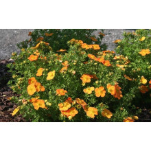 Перстач чагарниковий / Лапчатка кущова Белла Сол / Ханчдон | Potentilla fruticosa Bella Sol / Hanchdon | Лапчатка кустарниковая Бэлла Сол / Ханчдон