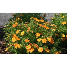 Перстач чагарниковий / Лапчатка кущова Белла Сол / Ханчдон | Potentilla fruticosa Bella Sol / Hanchdon | Лапчатка кустарниковая Бэлла Сол / Ханчдон