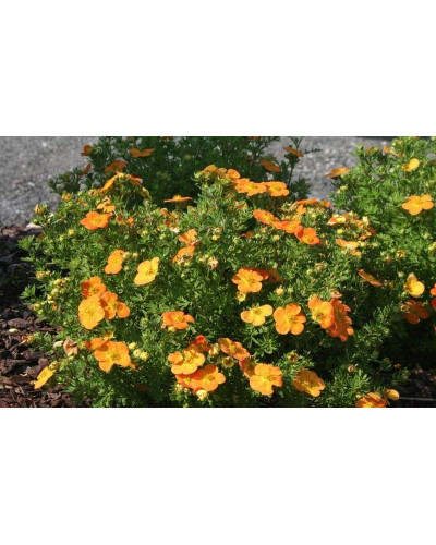 Перстач чагарниковий / Лапчатка кущова Белла Сол / Ханчдон | Potentilla fruticosa Bella Sol / Hanchdon | Лапчатка кустарниковая Бэлла Сол / Ханчдон