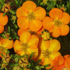 Перстач чагарниковий / Лапчатка кущова Белла Сол / Ханчдон | Potentilla fruticosa Bella Sol / Hanchdon | Лапчатка кустарниковая Бэлла Сол / Ханчдон