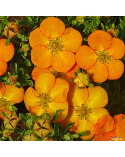 Перстач чагарниковий / Лапчатка кущова Белла Сол / Ханчдон | Potentilla fruticosa Bella Sol / Hanchdon | Лапчатка кустарниковая Бэлла Сол / Ханчдон
