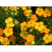 Перстач чагарниковий / Лапчатка кущова Белла Сол / Ханчдон | Potentilla fruticosa Bella Sol / Hanchdon | Лапчатка кустарниковая Бэлла Сол / Ханчдон
