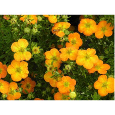 Перстач чагарниковий / Лапчатка кущова Белла Сол / Ханчдон | Potentilla fruticosa Bella Sol / Hanchdon | Лапчатка кустарниковая Бэлла Сол / Ханчдон
