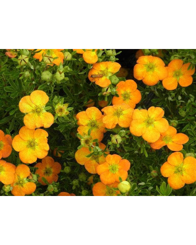 Перстач чагарниковий / Лапчатка кущова Белла Сол / Ханчдон | Potentilla fruticosa Bella Sol / Hanchdon | Лапчатка кустарниковая Бэлла Сол / Ханчдон