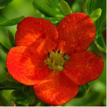 Перстач чагарниковий / Лапчатка кущова Белла Сол / Ханчдон | Potentilla fruticosa Bella Sol / Hanchdon | Лапчатка кустарниковая Бэлла Сол / Ханчдон
