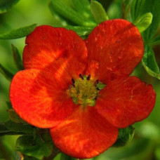 Перстач чагарниковий / Лапчатка кущова Белла Сол / Ханчдон | Potentilla fruticosa Bella Sol / Hanchdon | Лапчатка кустарниковая Бэлла Сол / Ханчдон