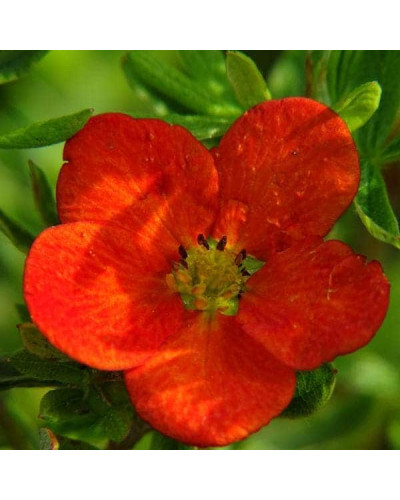 Перстач чагарниковий / Лапчатка кущова Белла Сол / Ханчдон | Potentilla fruticosa Bella Sol / Hanchdon | Лапчатка кустарниковая Бэлла Сол / Ханчдон