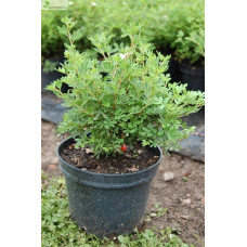 Перстач чагарниковий / Лапчатка кущова Белла Сол / Ханчдон | Potentilla fruticosa Bella Sol / Hanchdon | Лапчатка кустарниковая Бэлла Сол / Ханчдон