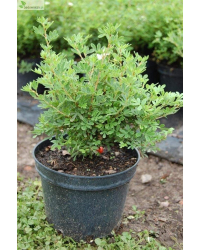 Перстач чагарниковий / Лапчатка кущова Белла Сол / Ханчдон | Potentilla fruticosa Bella Sol / Hanchdon | Лапчатка кустарниковая Бэлла Сол / Ханчдон