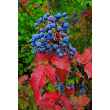 Магонія падуболиста | Mahonia aquifolium | Магония падуболистная