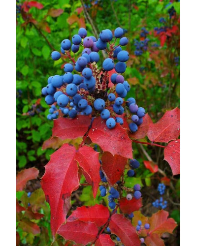 Магонія падуболиста | Mahonia aquifolium | Магония падуболистная