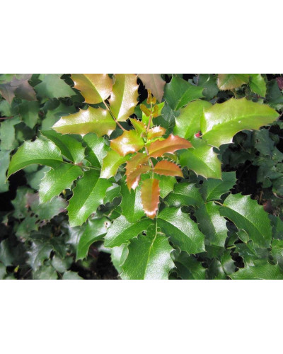 Магонія падуболиста | Mahonia aquifolium | Магония падуболистная