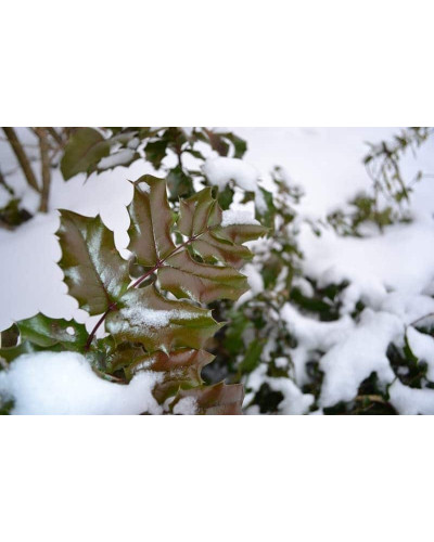 Магонія падуболиста | Mahonia aquifolium | Магония падуболистная