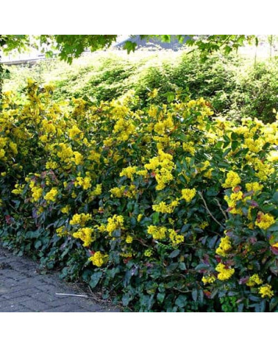 Магонія падуболиста | Mahonia aquifolium | Магония падуболистная