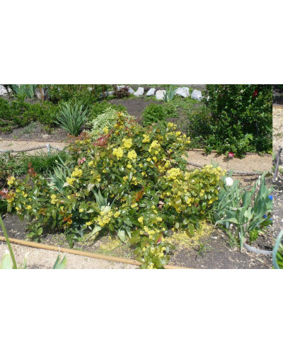 Магонія падуболиста | Mahonia aquifolium | Магония падуболистная