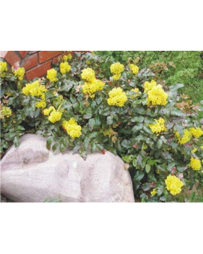 Магонія падуболиста | Mahonia aquifolium | Магония падуболистная