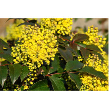 Магонія падуболиста | Mahonia aquifolium | Магония падуболистная