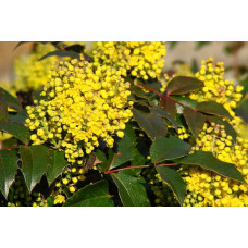 Магонія падуболиста | Mahonia aquifolium | Магония падуболистная