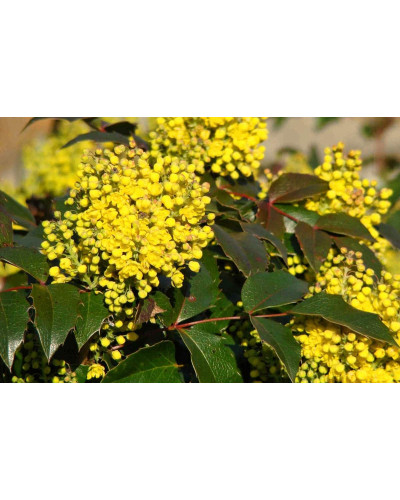 Магонія падуболиста | Mahonia aquifolium | Магония падуболистная