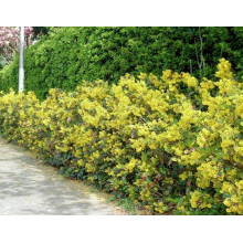 Магонія падуболиста | Mahonia aquifolium | Магония падуболистная