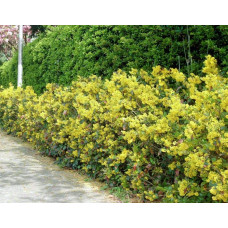 Магонія падуболиста | Mahonia aquifolium | Магония падуболистная