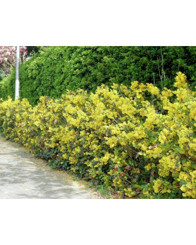 Магонія падуболиста | Mahonia aquifolium | Магония падуболистная
