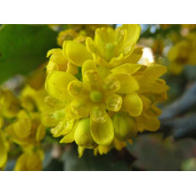 Магонія падуболиста | Mahonia aquifolium | Магония падуболистная