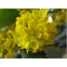Магонія падуболиста | Mahonia aquifolium | Магония падуболистная