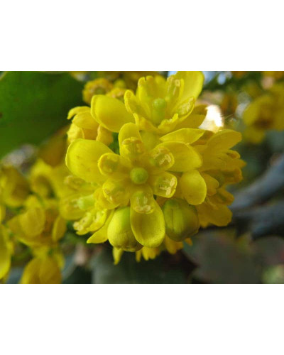 Магонія падуболиста | Mahonia aquifolium | Магония падуболистная
