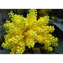 Магонія падуболиста | Mahonia aquifolium | Магония падуболистная