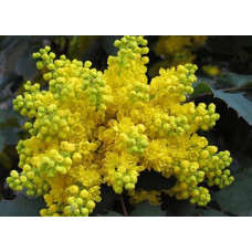 Магонія падуболиста | Mahonia aquifolium | Магония падуболистная