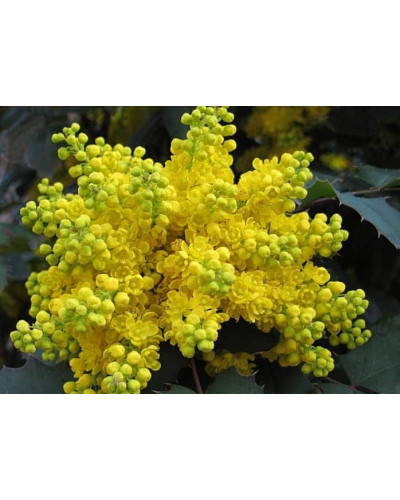 Магонія падуболиста | Mahonia aquifolium | Магония падуболистная