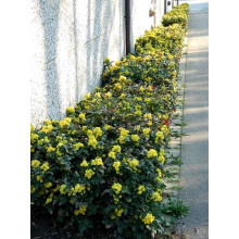Магонія падуболиста | Mahonia aquifolium | Магония падуболистная