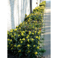 Магонія падуболиста | Mahonia aquifolium | Магония падуболистная