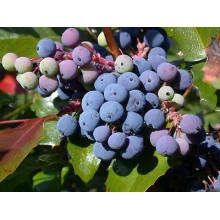 Магонія падуболиста | Mahonia aquifolium | Магония падуболистная