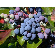 Магонія падуболиста | Mahonia aquifolium | Магония падуболистная