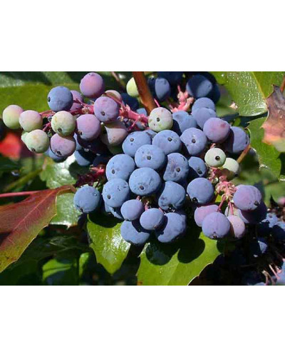 Магонія падуболиста | Mahonia aquifolium | Магония падуболистная