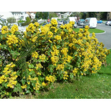 Магонія падуболиста | Mahonia aquifolium | Магония падуболистная