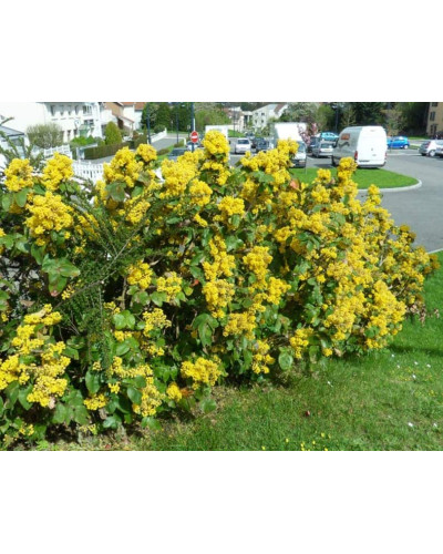 Магонія падуболиста | Mahonia aquifolium | Магония падуболистная