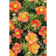Перстач чагарниковий / Лапчатка кущова Хоплейс Оранж | Potentilla fruticosa Hopleys Orange | Лапчатка кустарниковая Хоплейс Оранж