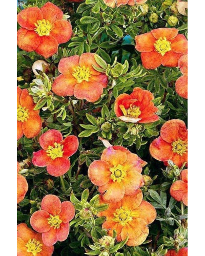 Перстач чагарниковий / Лапчатка кущова Хоплейс Оранж | Potentilla fruticosa Hopleys Orange | Лапчатка кустарниковая Хоплейс Оранж