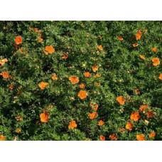 Перстач чагарниковий / Лапчатка кущова Хоплейс Оранж | Potentilla fruticosa Hopleys Orange | Лапчатка кустарниковая Хоплейс Оранж