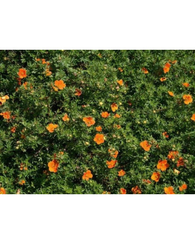 Перстач чагарниковий / Лапчатка кущова Хоплейс Оранж | Potentilla fruticosa Hopleys Orange | Лапчатка кустарниковая Хоплейс Оранж