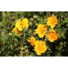 Перстач чагарниковий / Лапчатка кущова Хоплейс Оранж | Potentilla fruticosa Hopleys Orange | Лапчатка кустарниковая Хоплейс Оранж